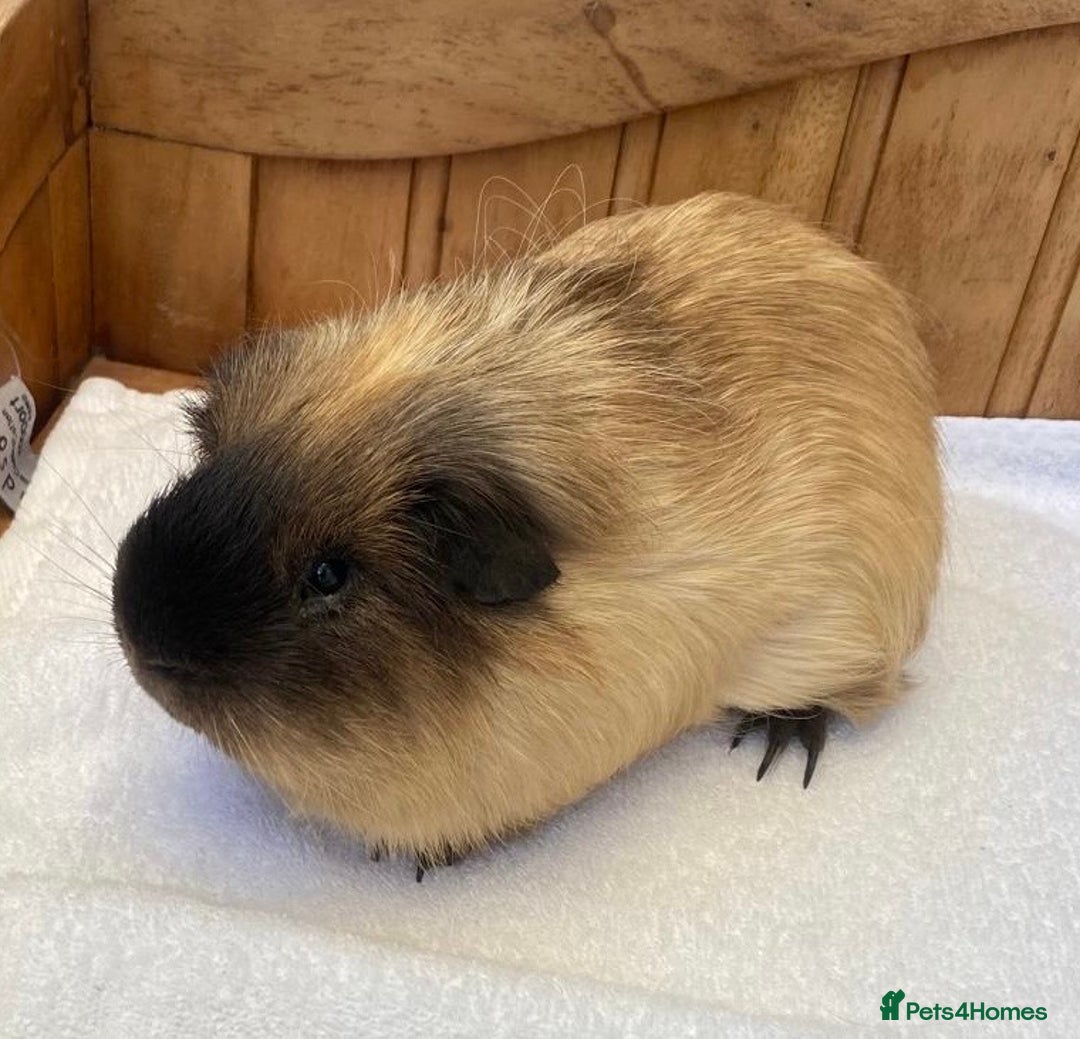 Guinea Pig rodents for sale: Gorgeous Californian Boar - Image 3