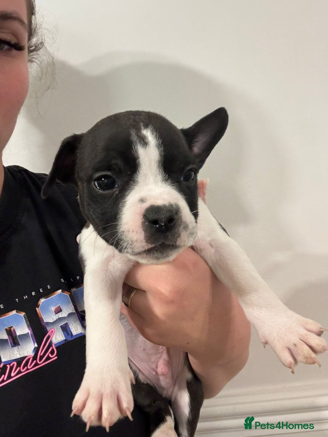 Mixed Breed dogs for sale: French bulldog x American staff - Image 13