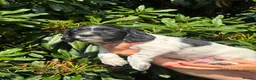 English Springer Spaniel dogs for sale: READY NOW ! Kc registered Springer Spaniel Puppies - Advert 6