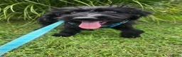 Mixed Breed dogs for adoption: Bert  - Advert 3