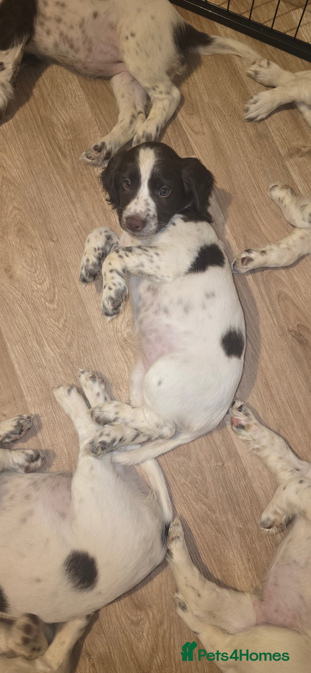 Sprocker dogs for sale: Home-Reared Sprocker Puppies  - Advert 30