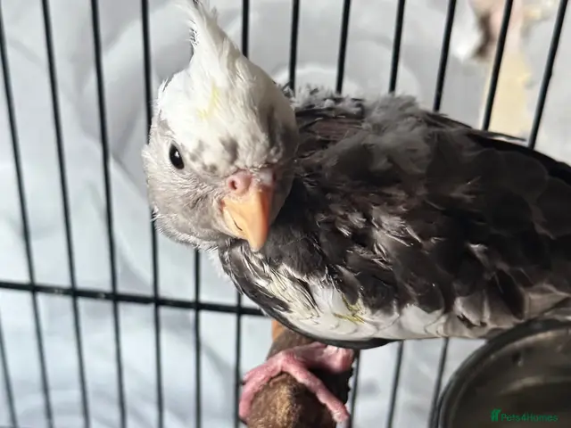 Cockatiels birds for sale: Cockatiels - Advert 5