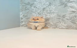 Persian cats for sale: Persian kittens 2 gorgeous boys  - Image 8