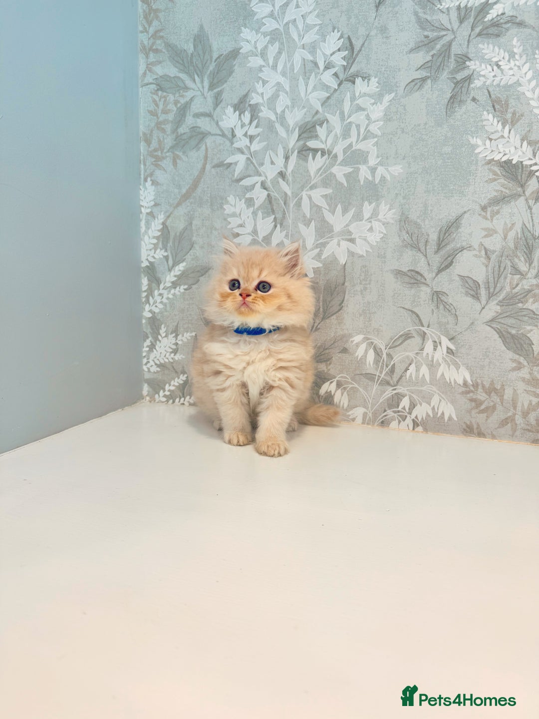 Persian cats for sale: Persian kittens 2 gorgeous boys  - Image 8