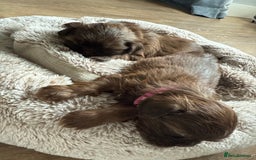 Shih Tzu dogs for sale: KC reg, 2 left! Potential blondes in Tamworth - Image 31