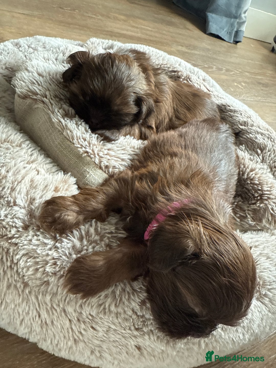 Shih Tzu dogs for sale: KC reg, 2 left! Potential blondes in Tamworth - Image 31