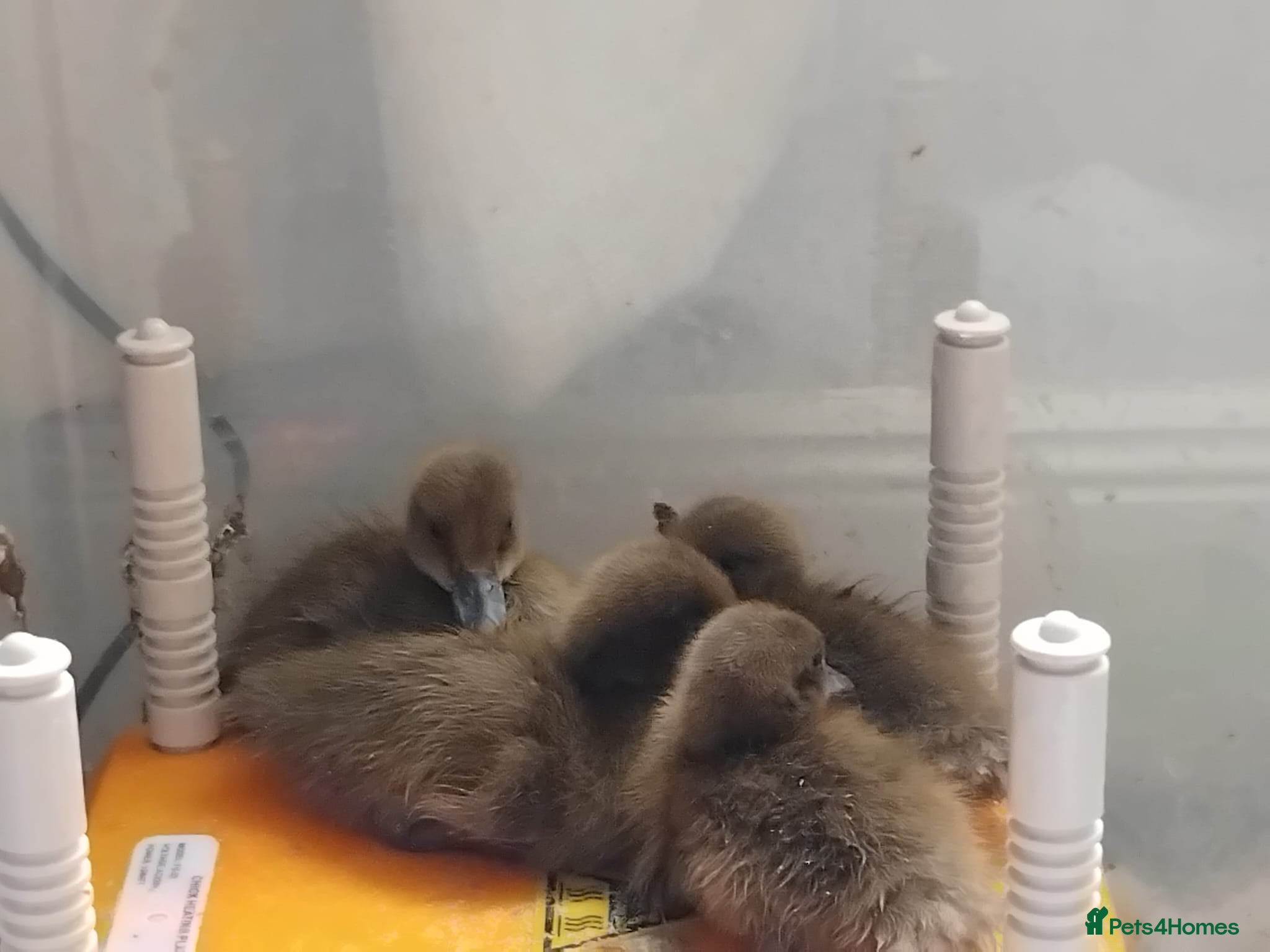 Ducks poultry Khaki campbell ducklings - Advert 19