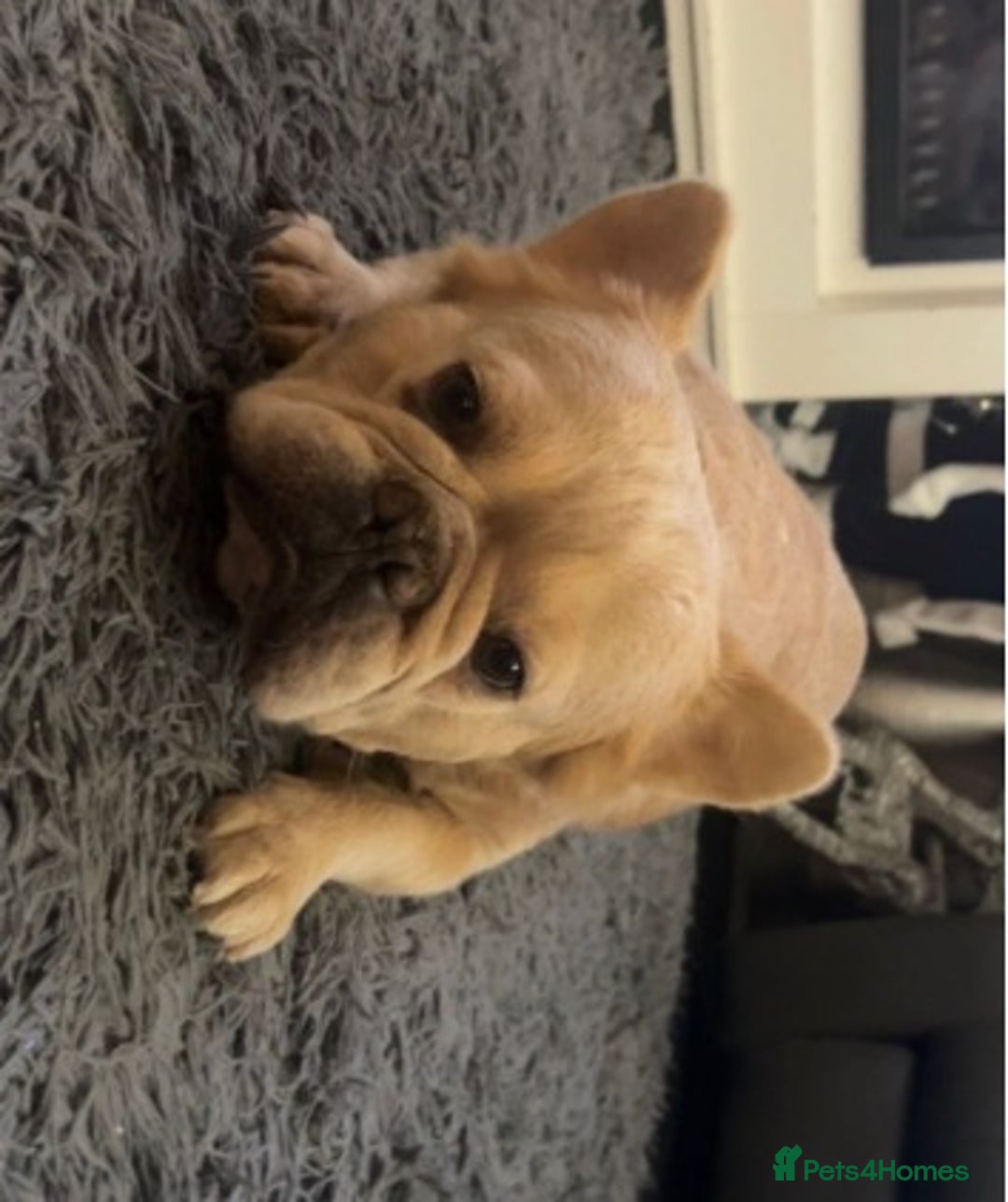 French Bulldog dogs for sale: Stunning French Bulldog Puppies for Sale  - Advert 2