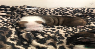 Staffordshire Bull Terrier dogs - Advert 12