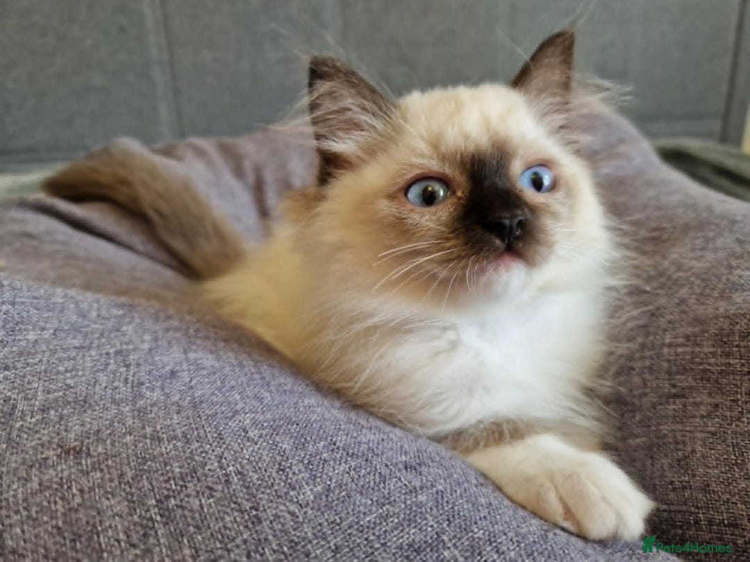Ragdoll cats for sale: GRAND Champion European Line kittens.FULL PEDIGREE - Image 5
