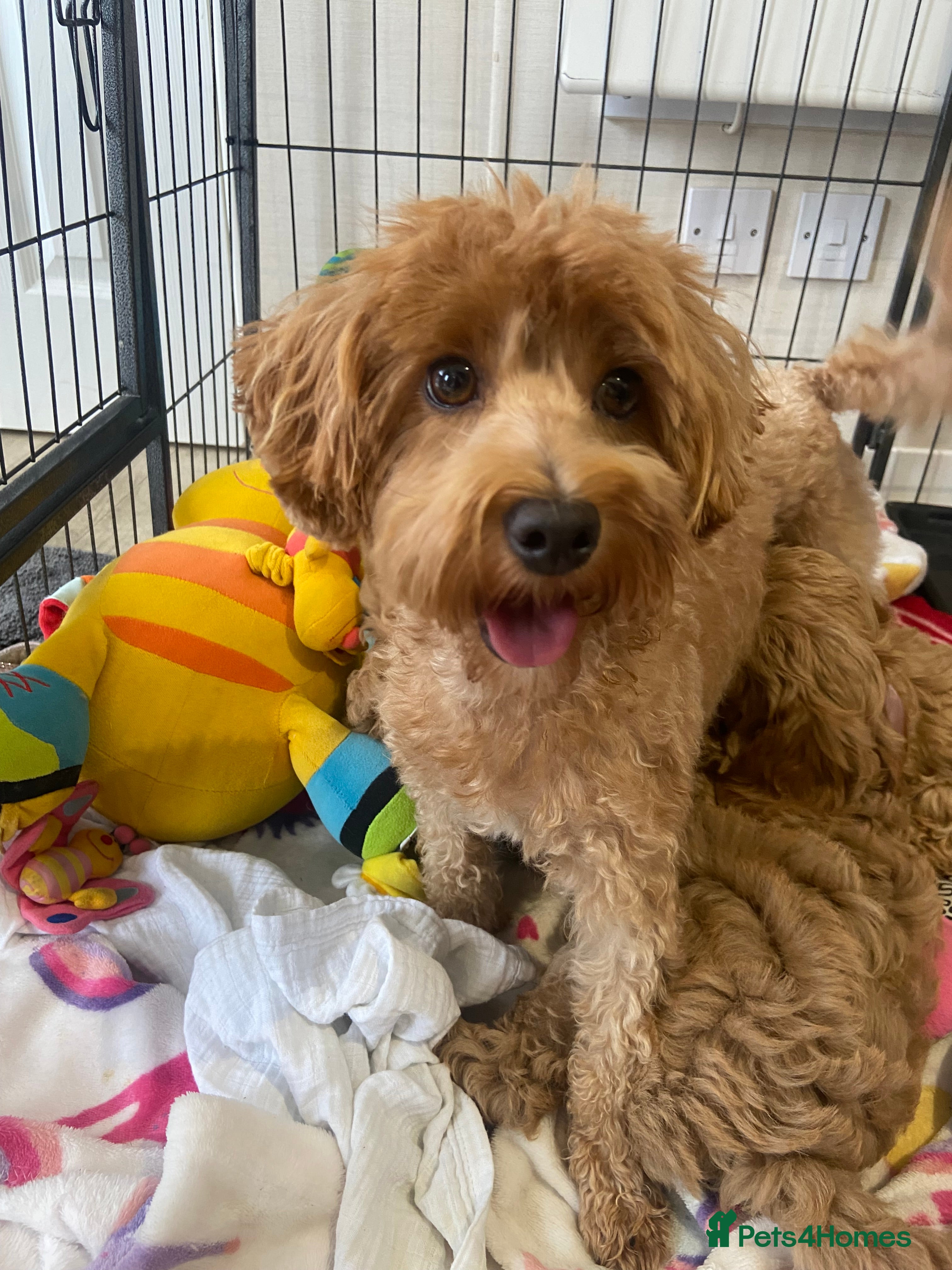 Maltipoo dogs Beautiful happy health tested Maltipoo fur babies  - Advert 5