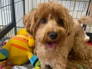 Maltipoo dogs Beautiful happy health tested Maltipoo fur babies - Advert 3