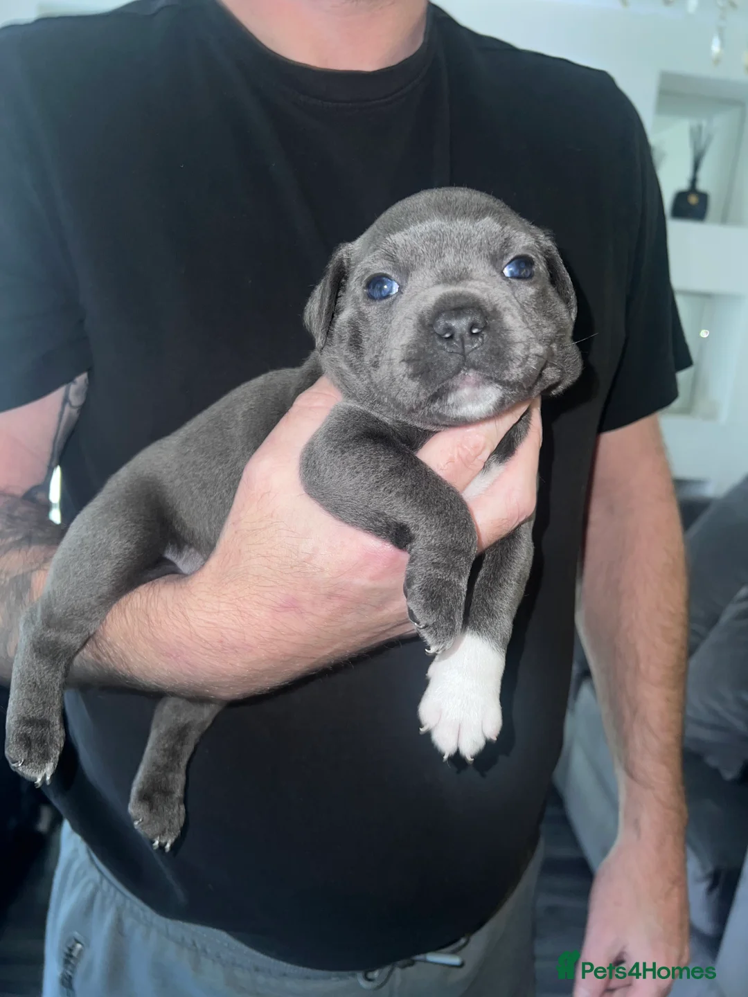 Staffordshire Bull Terrier dogs for sale: LAST BOY LEFT KC REGISTERED 5 STAR BLUE   - Advert 2