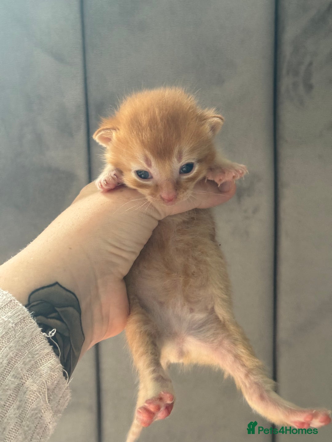 Mixed Breed cats for sale: Beautiful Kittens READY NOW - Image 15