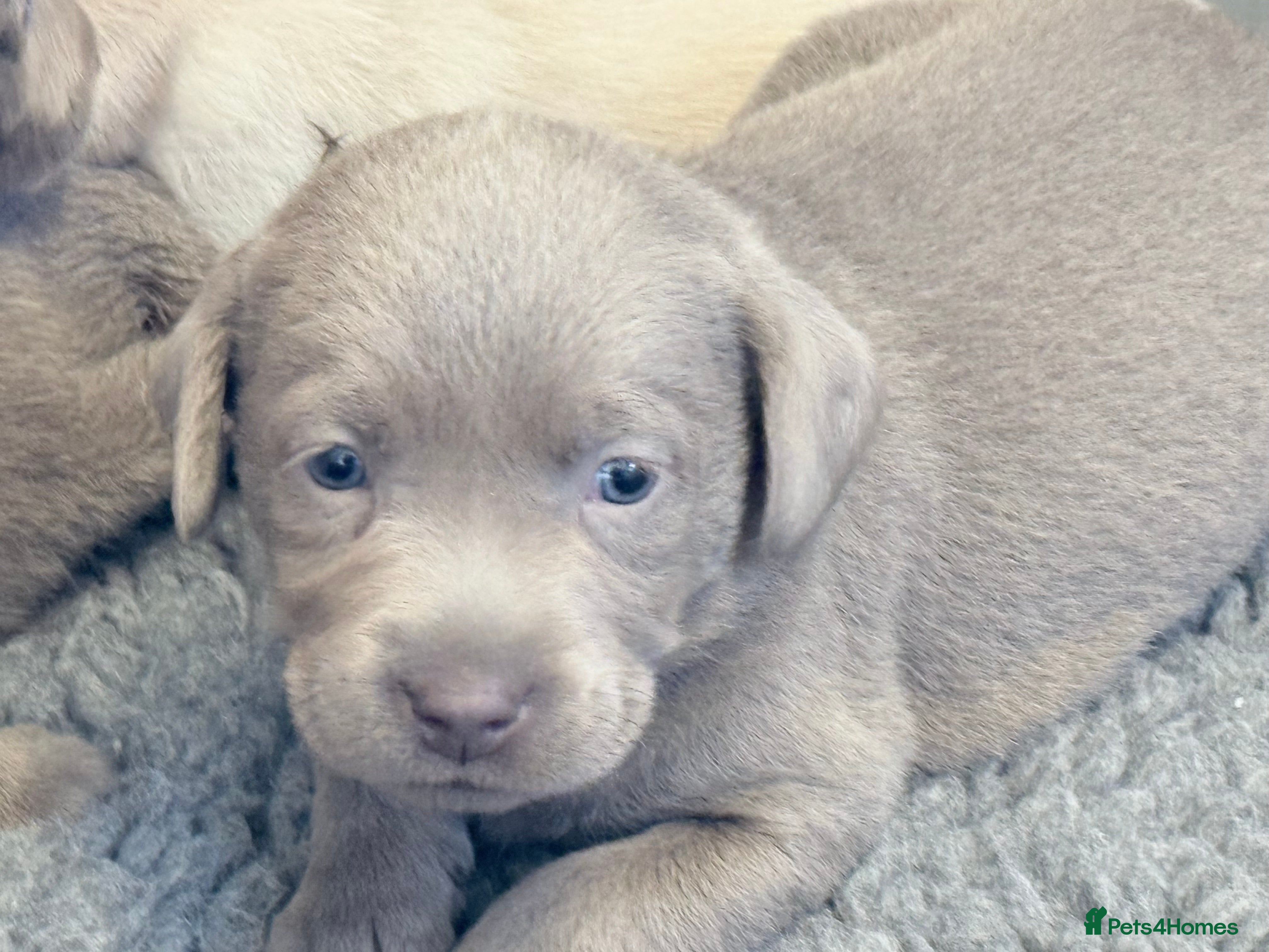 Labrador Retriever dogs KC SILVER-CHARCOAL-CHAMPAGNE Labradors  - Advert 18