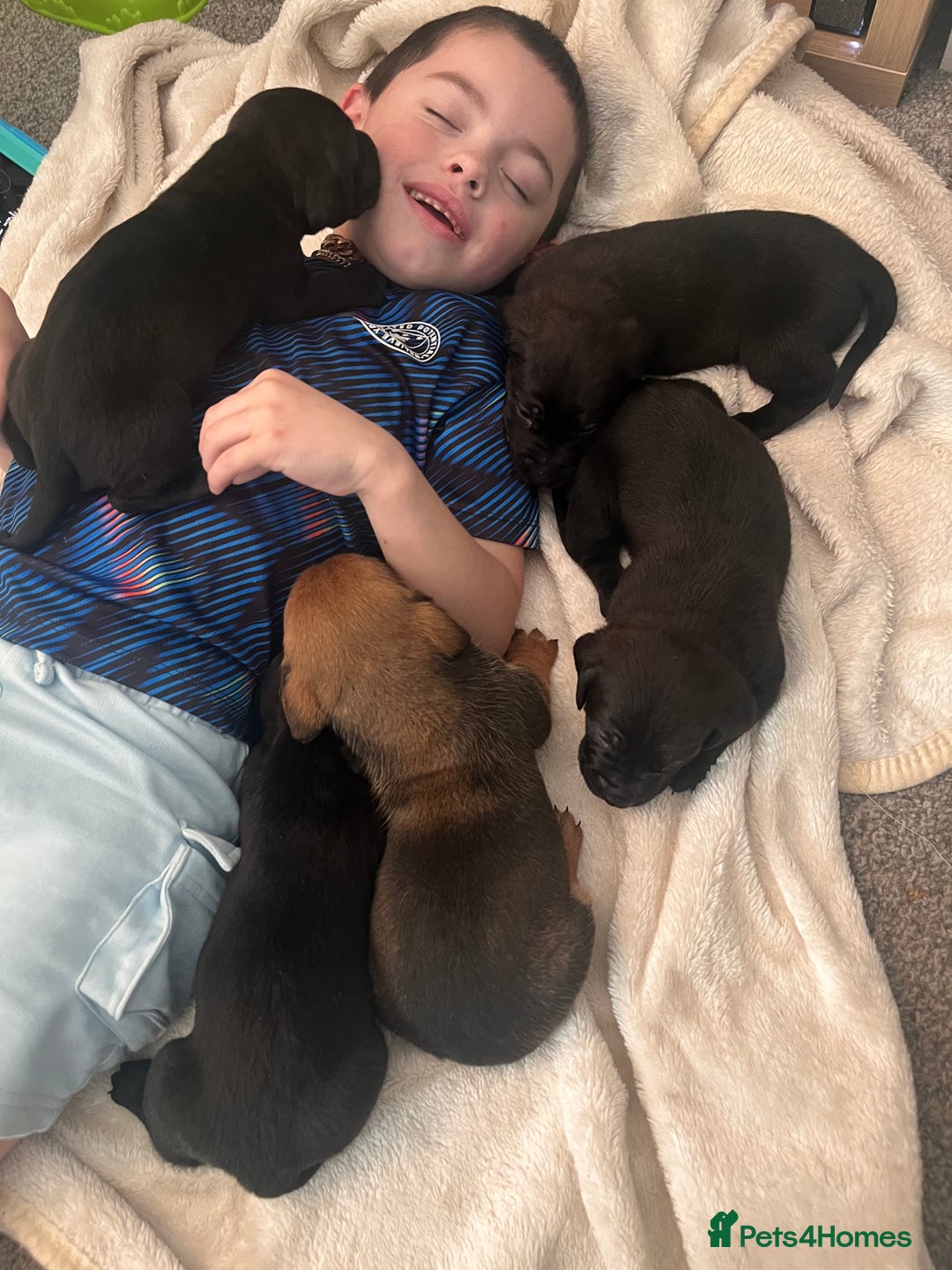 Cane Corso dogs for sale: Stunning Full Pedigree Cane Corso Puppies 🏆  - Advert 4