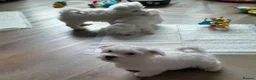 Maltese dogs for sale: 5 Outstanding pedigree Maltese puppies - Advert 11
