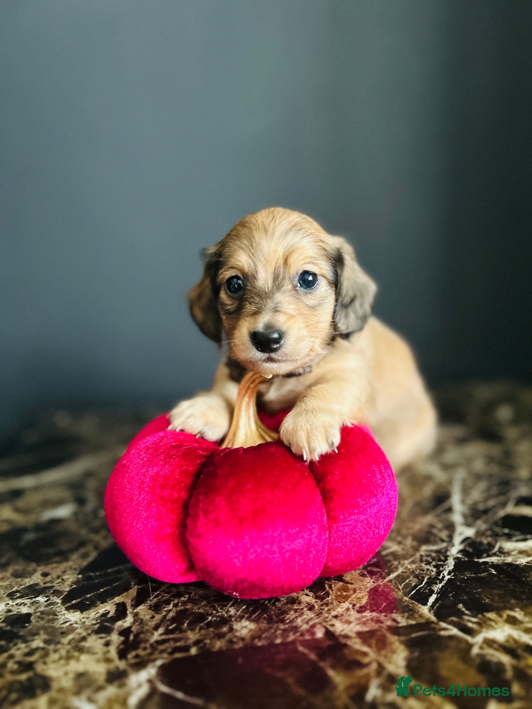 Miniature Dachshund dogs for sale: Cream Litter 5 Star Breeder ⭐️⭐️⭐️⭐️⭐️  - Image 12