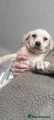Light green collar Labrador Retriever 3