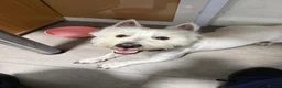 West Highland Terrier dogs for stud: KC Registered West Highland White Terrier *STUD* - Advert 7