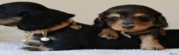 Miniature Dachshund dogs for sale: 5*Licensed+ LongHaired+KCreg+PraClear+Vetchecked - Advert 25