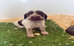 Sprocker dogs for sale: unbelievably marked sprockers 😍 - Image 7