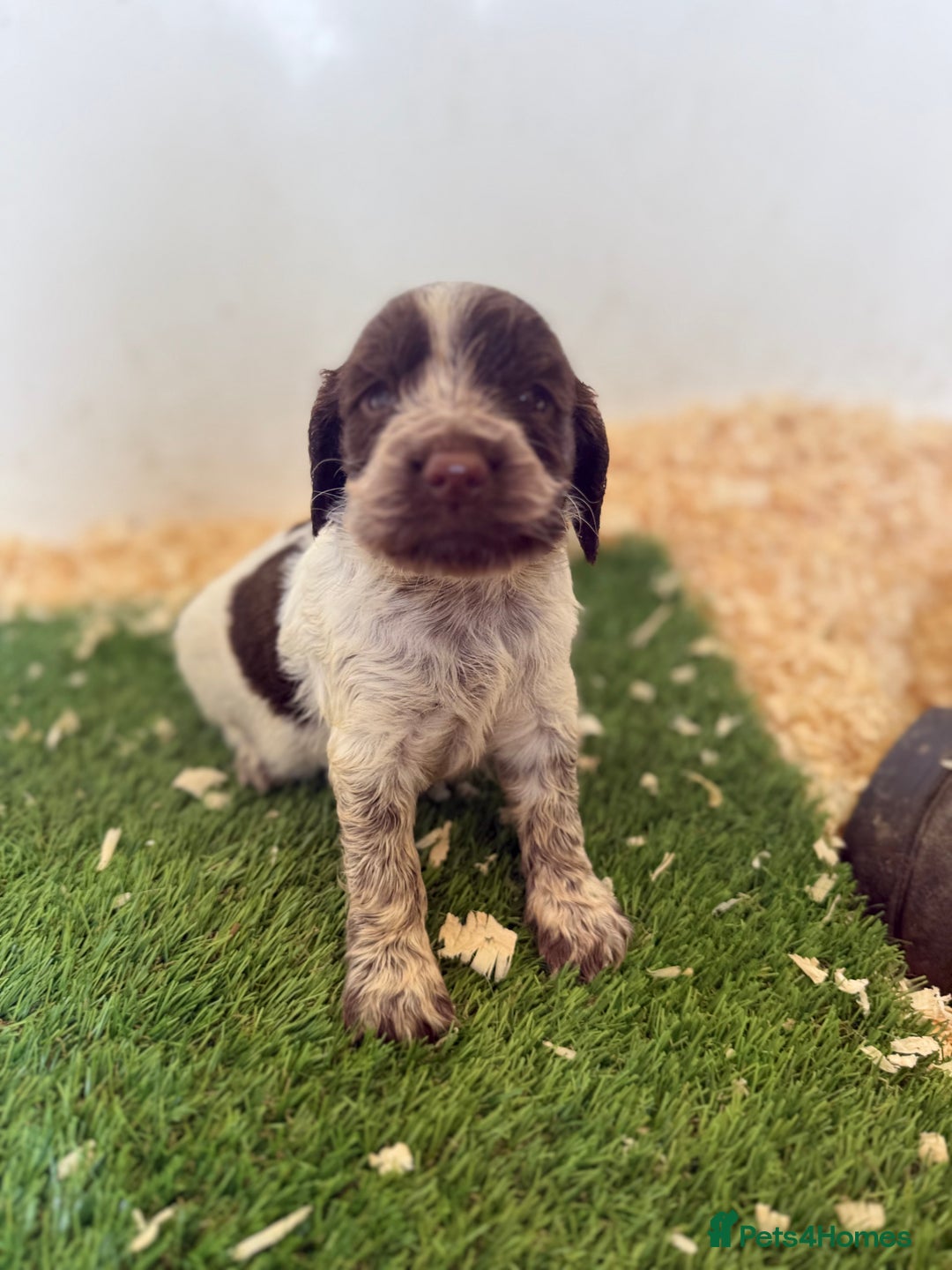 Sprocker dogs for sale: unbelievably marked sprockers 😍 - Image 7