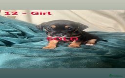 Mixed Breed dogs for sale: Old Tyme English Bulldog x Sproodle Puppies - Advert 36