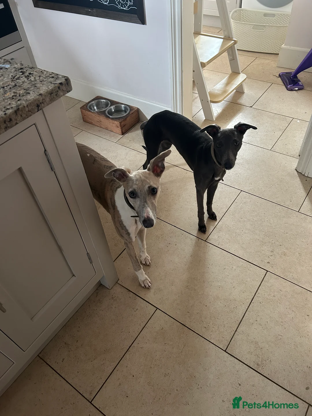 Whippet dogs for sale: Bonnie; a beautiful blue whippet bitch - Advert 5