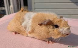 Guinea Pig rodents for sale:  2 male guinea pigs. 50.00 for pair  - Image 2