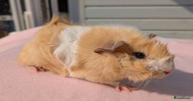Guinea Pig rodents - Advert 3