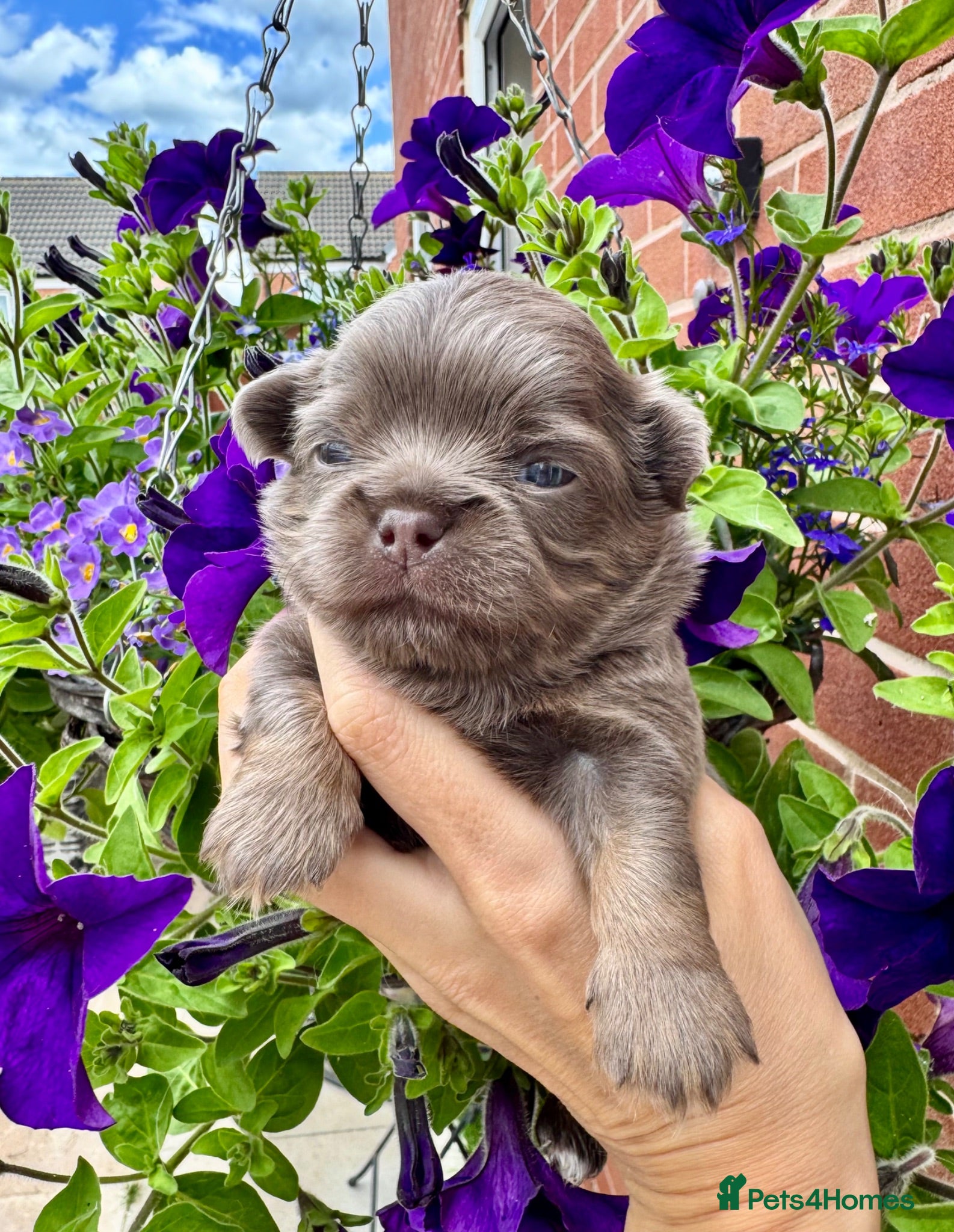 Chihuahua dogs 💜💙 Unique KC LC chihuahua boys 💜💙 - Advert 1