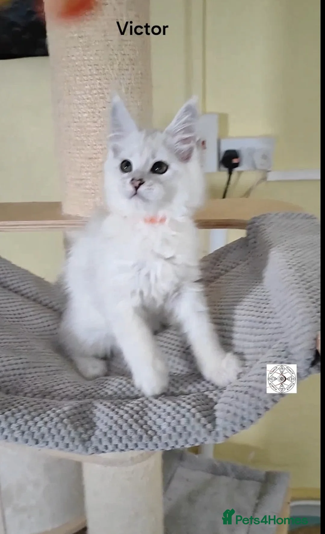 Maine Coon cats for sale: One boy & one girl left ‼️ ONLY PET ‼️ - Advert 4