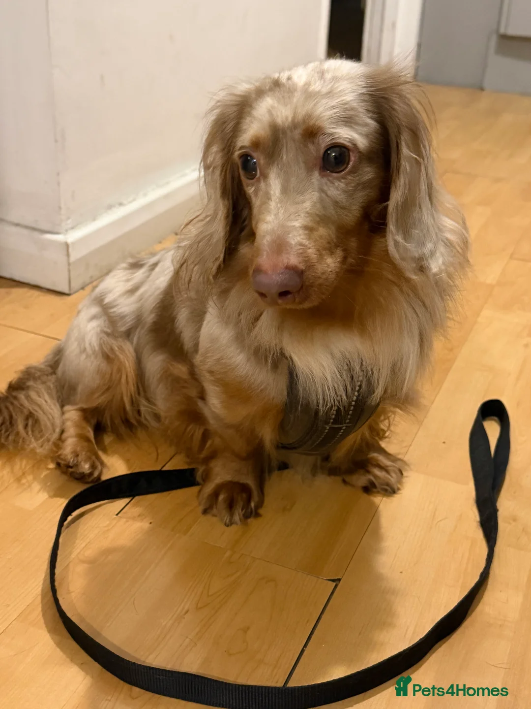 Miniature Dachshund dogs for sale: Mini Dachshund needs home ASAP - Advert 1
