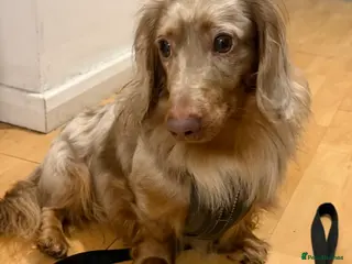 Miniature Dachshund dogs Mini Dachshund needs home ASAP - Advert 1