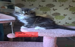 Mixed Breed cats for sale: Maine coon mix Girls💜 - Image 2