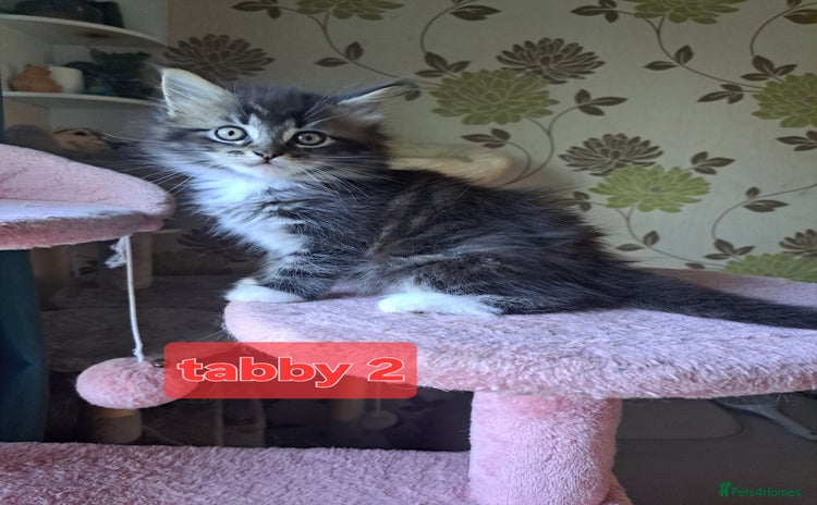 Mixed Breed cats - Advert 8