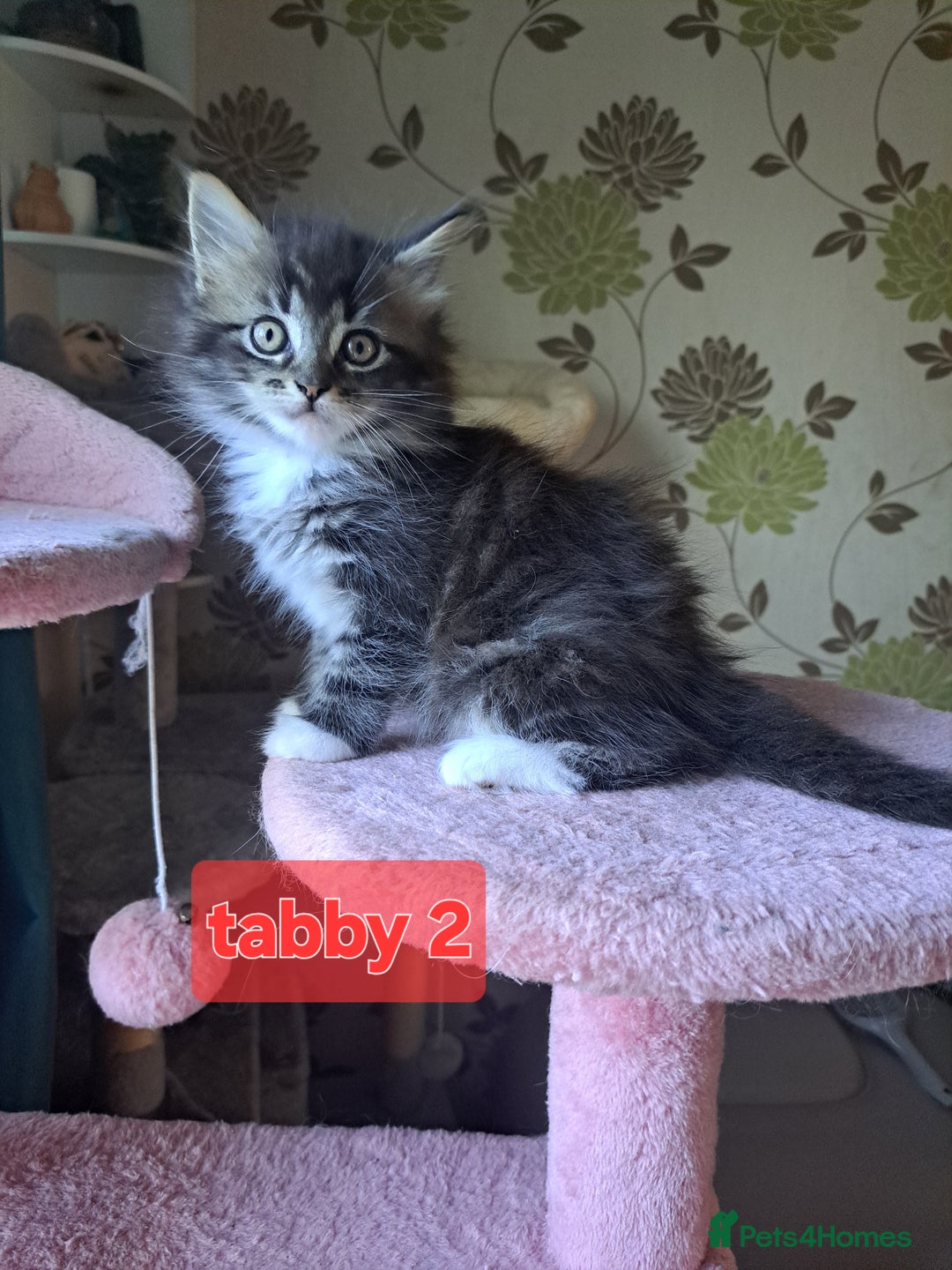 Mixed Breed cats for sale: Maine coon mix Girls💜 - Image 2