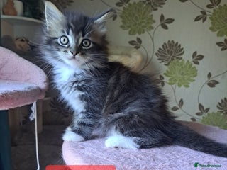 Mixed Breed cats - Advert 30