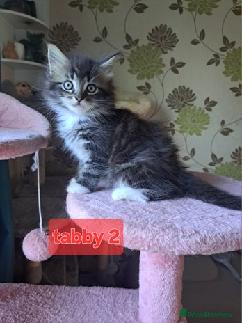 Mixed Breed cats - Advert 8