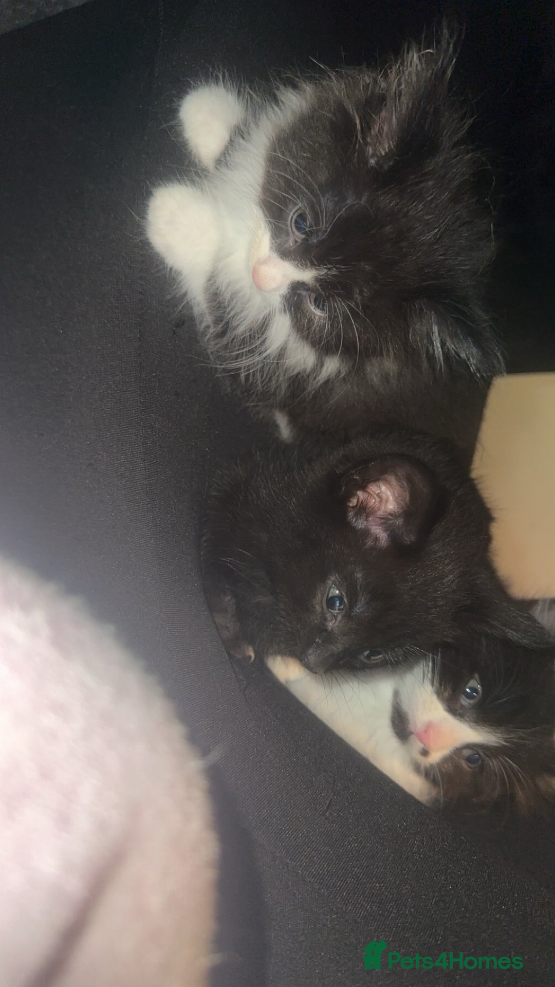 Mixed Breed cats for sale: PLS READ ADVERT! Black boy kittens  - Image 7