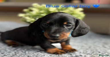 Miniature Dachshund dogs - Advert 8