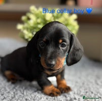 Miniature Dachshund dogs - Advert 7