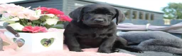 Labrador Retriever dogs for sale: LABRADOR PUPPIES DUE SOON  - Advert 10