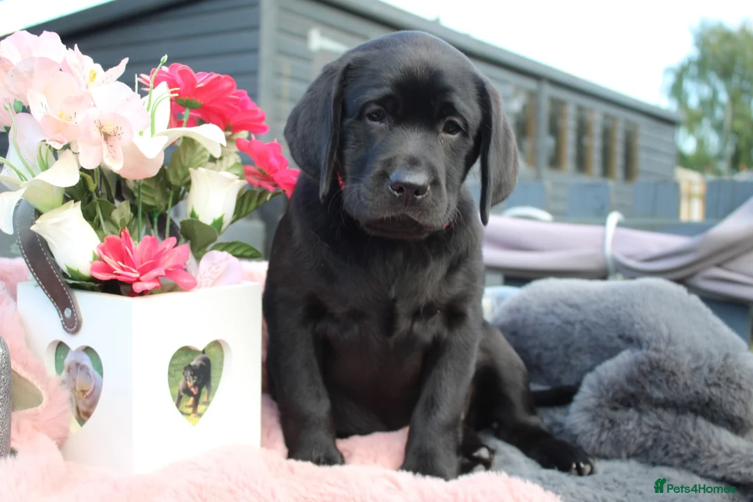 Labrador Retriever dogs for sale: LABRADOR PUPPIES DUE SOON  - Advert 10