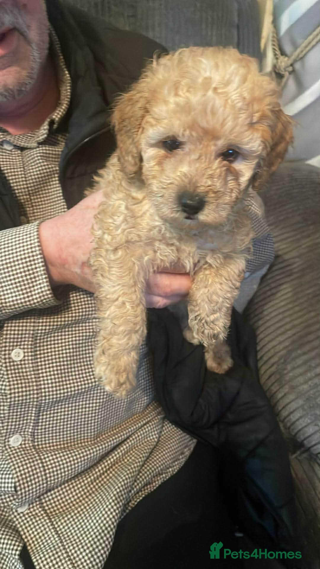 Poochon dogs for sale: 5 beautiful. Poochon puppies  - Advert 8