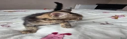 Mixed Breed cats for sale: Kittens in Skelmersdale - Advert 6