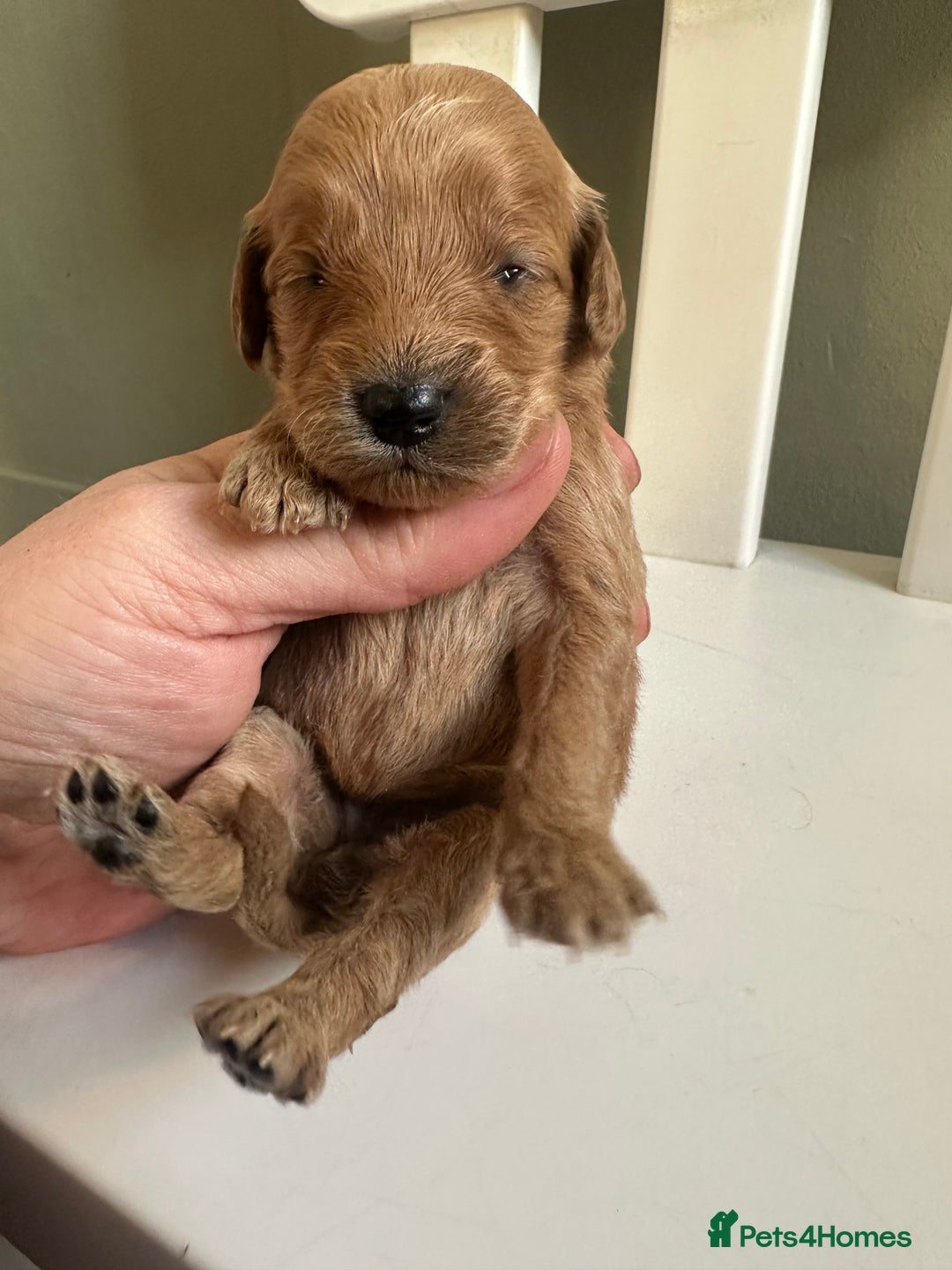 Goldendoodle dogs for sale: Miniature Goldendoodles - Ready Mid December  - Advert 9
