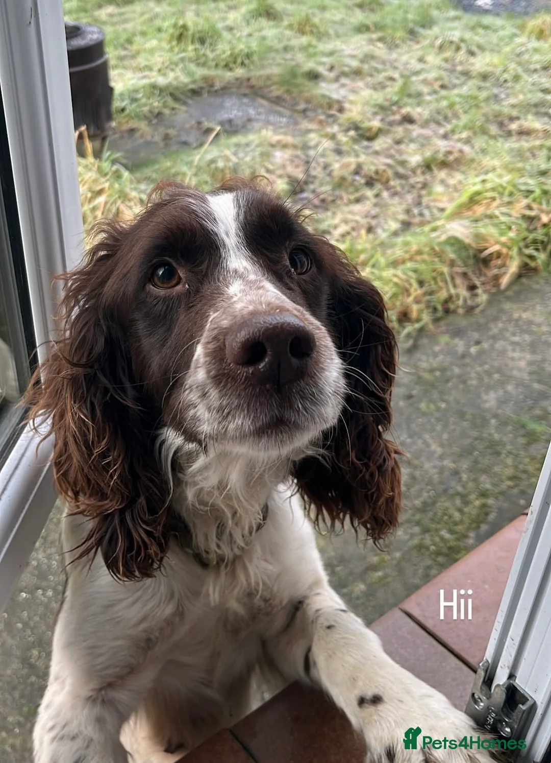 English Springer Spaniel dogs for sale: Dave. - Advert 2