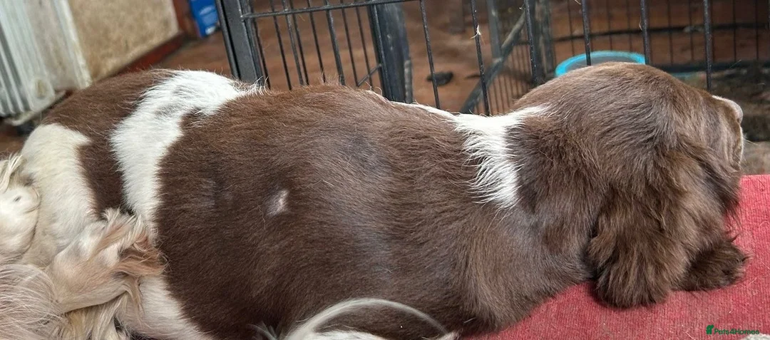 English Springer Spaniel dogs for sale: English Springer Spaniel Puppies For Sale - Advert 7